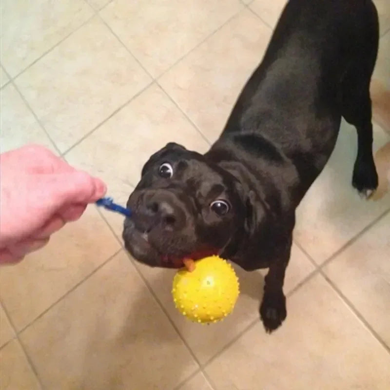 Rubber Interactive Training Toy For Dogs Natural Rubber Ball On Rope Fetch Reward Toy For Dog Training Supplies