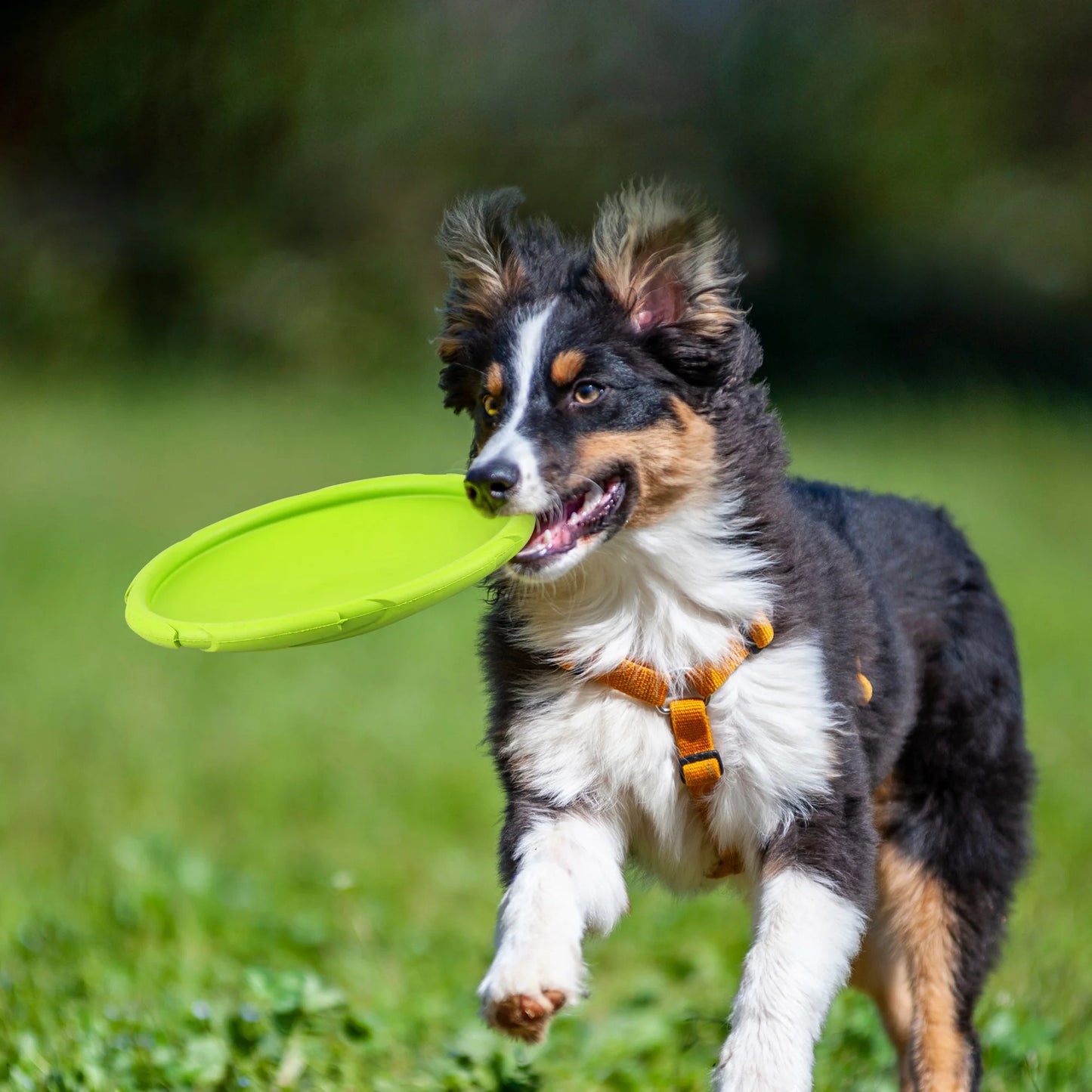 Dog Flying Disc 2 Pack 7 Inch Durable Natural Rubber Floating Flying Saucer for Water Pool Beach Orange