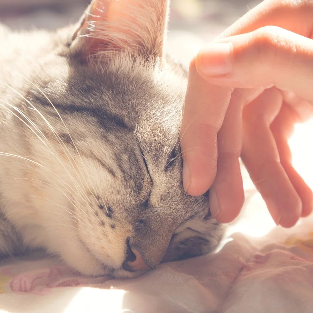 Cat House for Small Pets Cozy Enclosed Bed in Suede With Removable Cover Orthopedic Cushion